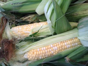 Sweet Taber Corn